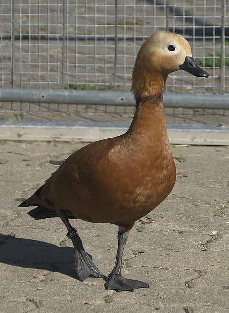 联赛
